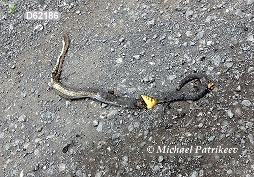 Black Rat Snake (Elaphe obsoleta alleghaniensis)